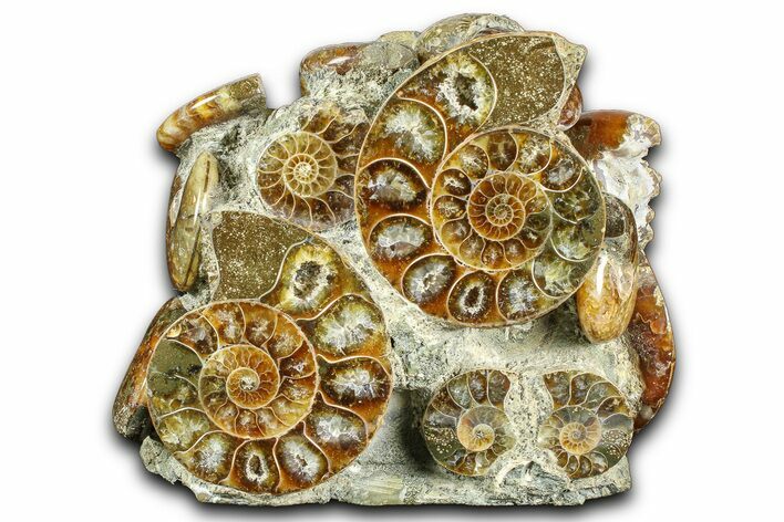 Wide Composite Ammonite Fossil Display - Madagascar #361347